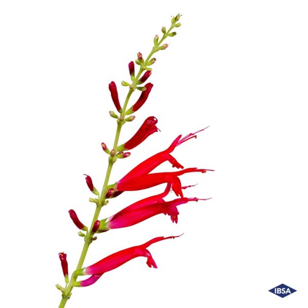 Salvia hankei (Šalvěj haenkei) je v podobě suchého extraktu součástí pleťového krému PROFHILO® Haenkenium